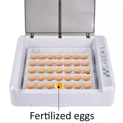 Buy Hhd Ew36 Humidity Duck Eggs Incubator With Multifunctional