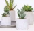 Import High quality artificial Wine bottle green plant simulation pot succulent from China