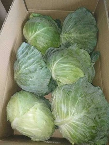 High Quality Fresh Cabbages