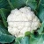 Import HIGH Quality Fresh Cauliflower Wholesale From Bangladesh from Bangladesh
