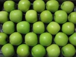 High Quality Fresh GREEN Golden Delicious Apples