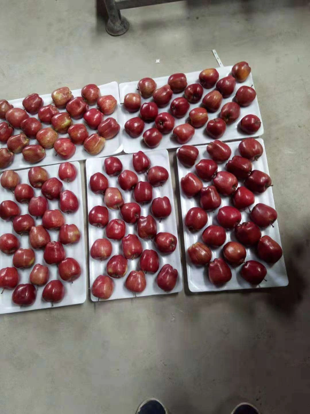 High quality  red delicious fruit fresh huaniu apples