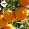 Hot sale Fresh Citrus Fruits / Fresh Mandarin Oranges / Naval Orange / Valencia Orange / Oranges