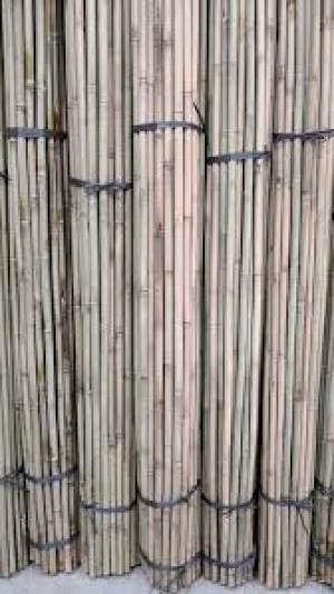 Hot sale yellow bamboo pole/Decorative Natural Dry bamboo poles/ bamboo pole from Viet Nam