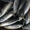 IQF Whole Fresh Frozen Bonito Seafood With High Quality