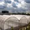 Large Plastic Agricultural Greenhouse Tunnel vegetable greenhouses for sale