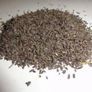 Latest Patchouli seeds /  Patchouli Essential Oil