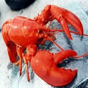 live red lobster