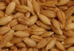 Malted Barley for sale, Feed Barley grain, Barley Malt grain for sale