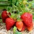 Many Kinds of High germination Fruit Seeds/Vegetables Seeds/strawberry seeds