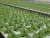 Import Modern Design Keeping Warm  Plastic Agricultural Greenhouse from China