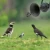 Import new 35W Amplifier 125dB Bird Hunting Loudspeaker 12v Outdoor Hunting Decoy Bird Caller Mp3 Bird Sound from China