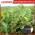 Import NPK+Humic Acid+Liquid Organic Fertilizer for bean from China