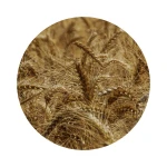 Organic Barley 500MT Agricultural Grain