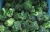Import Organic Fresh Broccoli from Canada