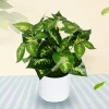 ornamental plants cheap and Realistic artificial green plant aglaonema for wall decoration
