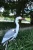 Import outdoor decor garden ornaments high quality plastic heron hunting decoy from China