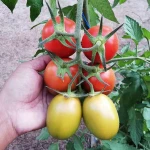 oval shape f1 hybrid determinate tomato seeds open field planting