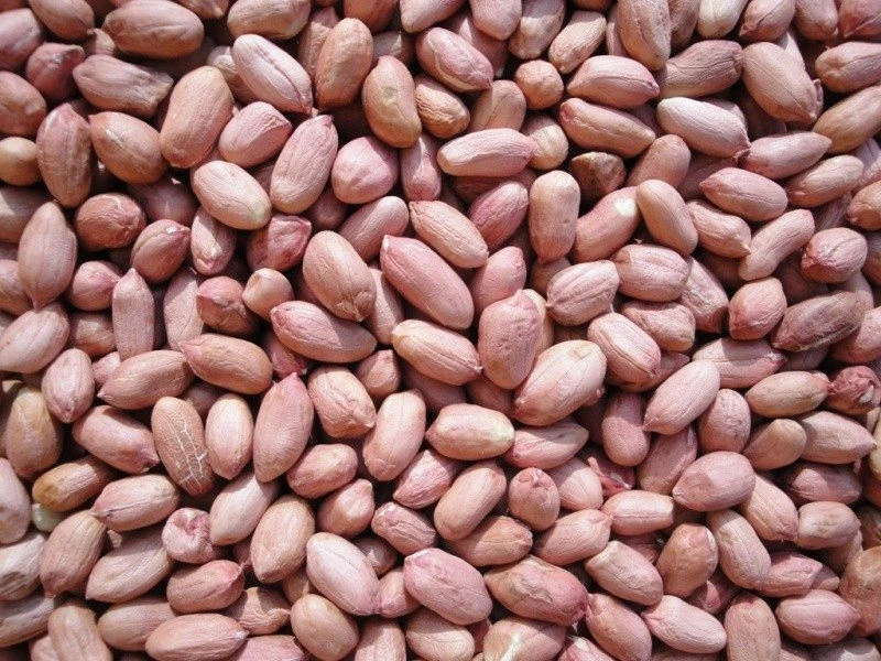 Pale skin Peanuts For  Sale