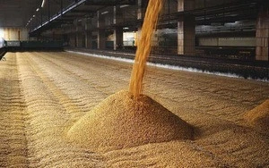 Premium Grade Energetic Wheat Bran/Wheat Barley for Animal Feed..