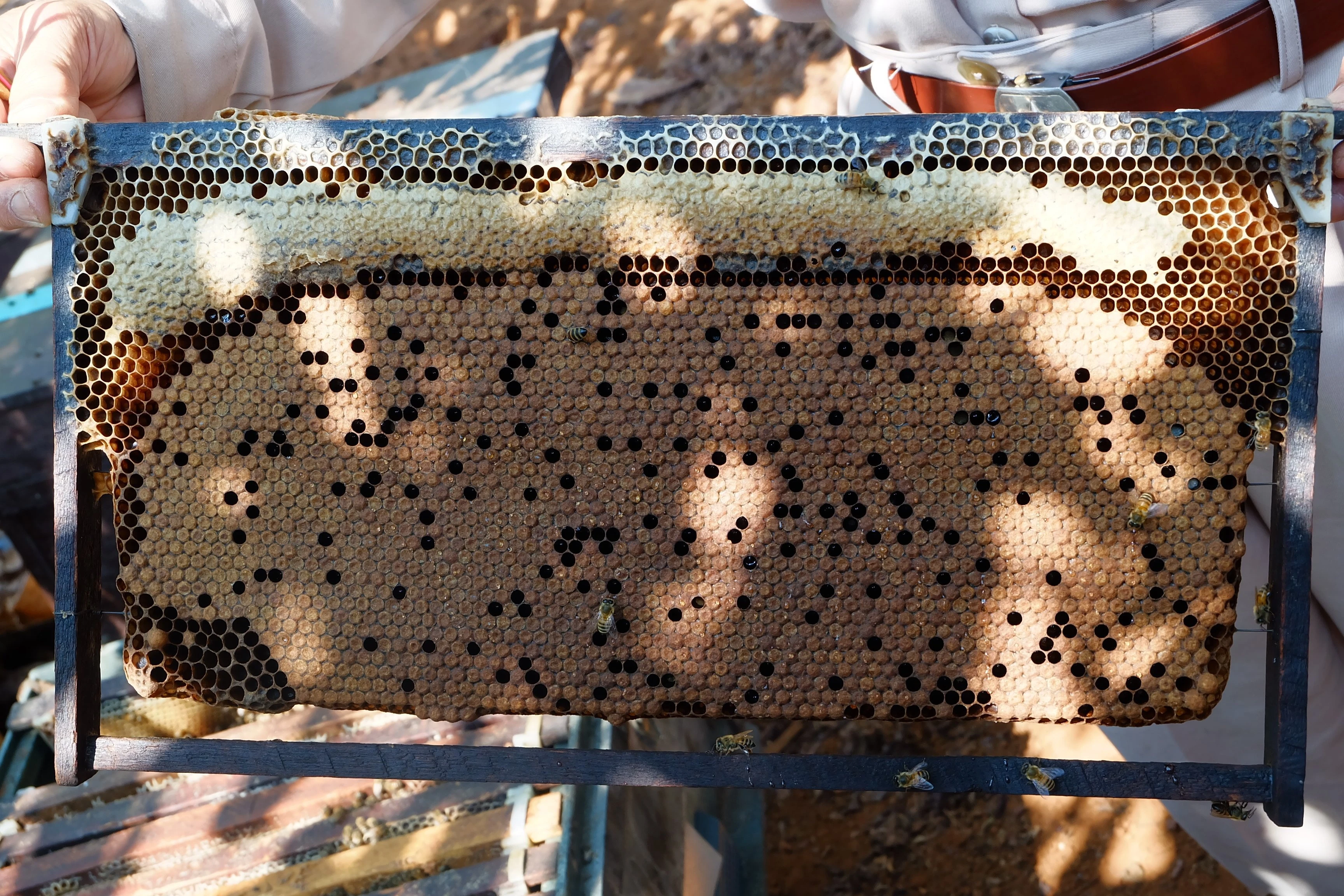 Production Material Honey - Natural Raw Bulk Honey 300kg