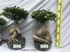 Professional manufacture cheap foliage plants natural plants ornamental ficus bonsai plant , ficus restusa, ficus S ginseng