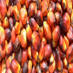 Pure Organic Palm Oil at Wholesale Price