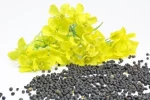 PURE RAPE SEEDS ORIGIN INDIA FROM NIK-MAY EXPORTS