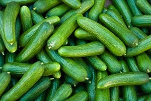 quality fresh cucumber