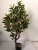 Import Realistic Simulated Orange Tree Flower Potted Bonsai Ornament Plant Decoration lovely Artificial Plant from China