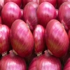 Red onion fresh export with best market price /  Red Onion