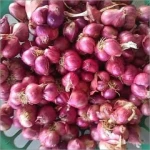 RedOR1024 (100) fresh onion manufacturer from China