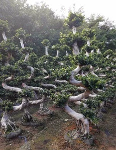 S shape ficus microcarpa bonsai tree ornamental plants