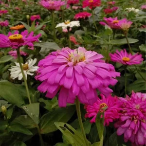 S426 Bai Ri Ju Professional Hybrid Flower Seed Company Supply Zinnia Flower Seeds For Sowing