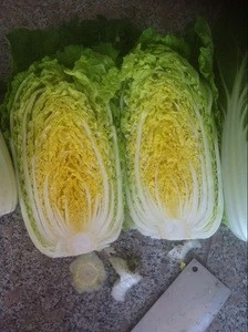 sell new crop fresh Chinese Cabbage from Good Farmer