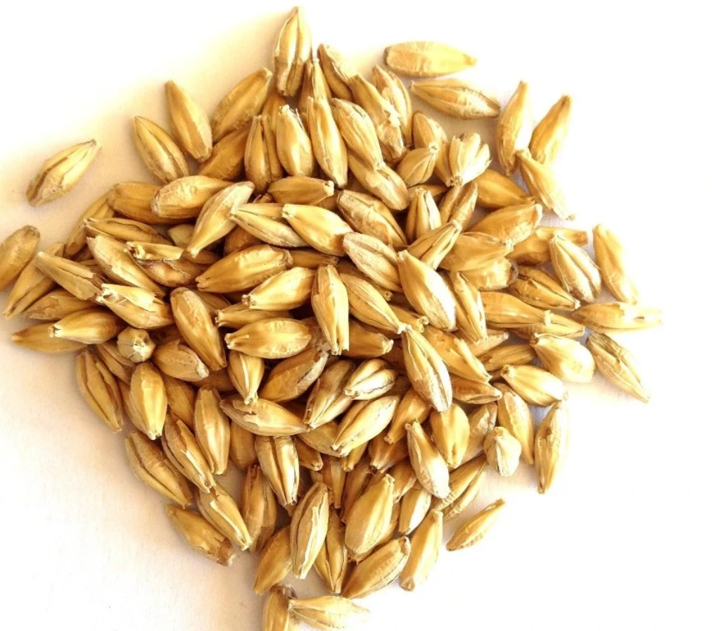 South Africa Bulk Feed / Food Wholesale Barley GrainBulk Feed / Food Wholesale Barley Grain