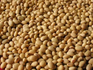 Soybean/Soya Bean, Soybean Seeds, Soya Bean Seeds for sale