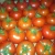 Import Special Tomato Harvester Agriculture from Egypt