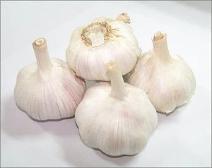Supply New Crop Fresh garlic