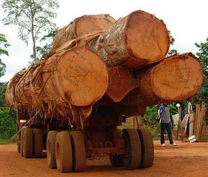Timber  Logs : Timber Raw Materials>>Logs
