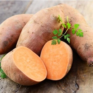 Top Quality Fresh Sweet Potato new crop