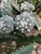 Import Top sale astrophytum colorful grafted live cactus indoor outdoor Thailand succulent nursery cactus plant online cacti from China