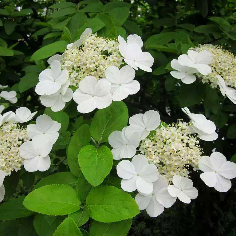 Well Selected Fresh Flower Seeds Hydrangea Tree Seeds For Cultivation