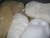 Import White Refined Brazil Sugar Icumsa 45, White Refined Beet Sugar Icumsa 45, Brown Sugar from United Kingdom