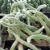 Import Wholesale Cactus Natural Purple Sun Cactus Plant Monkey Tail hanging basket from China