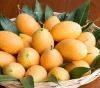 Wholesale Fresh Marian Plum/Mango Plum Fruit