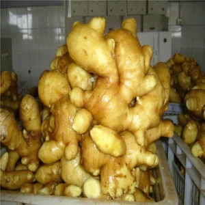 Wholesale organic fresh ginger price