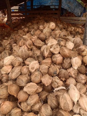 wholesale Whole Organic Fresh Coconuts 33cm