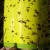 Import Yellow fruit fly sticky trap with pheromone mixed in glue from China
