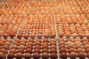 Fresh Table Eggs White/ Brown / Hatching Eggs